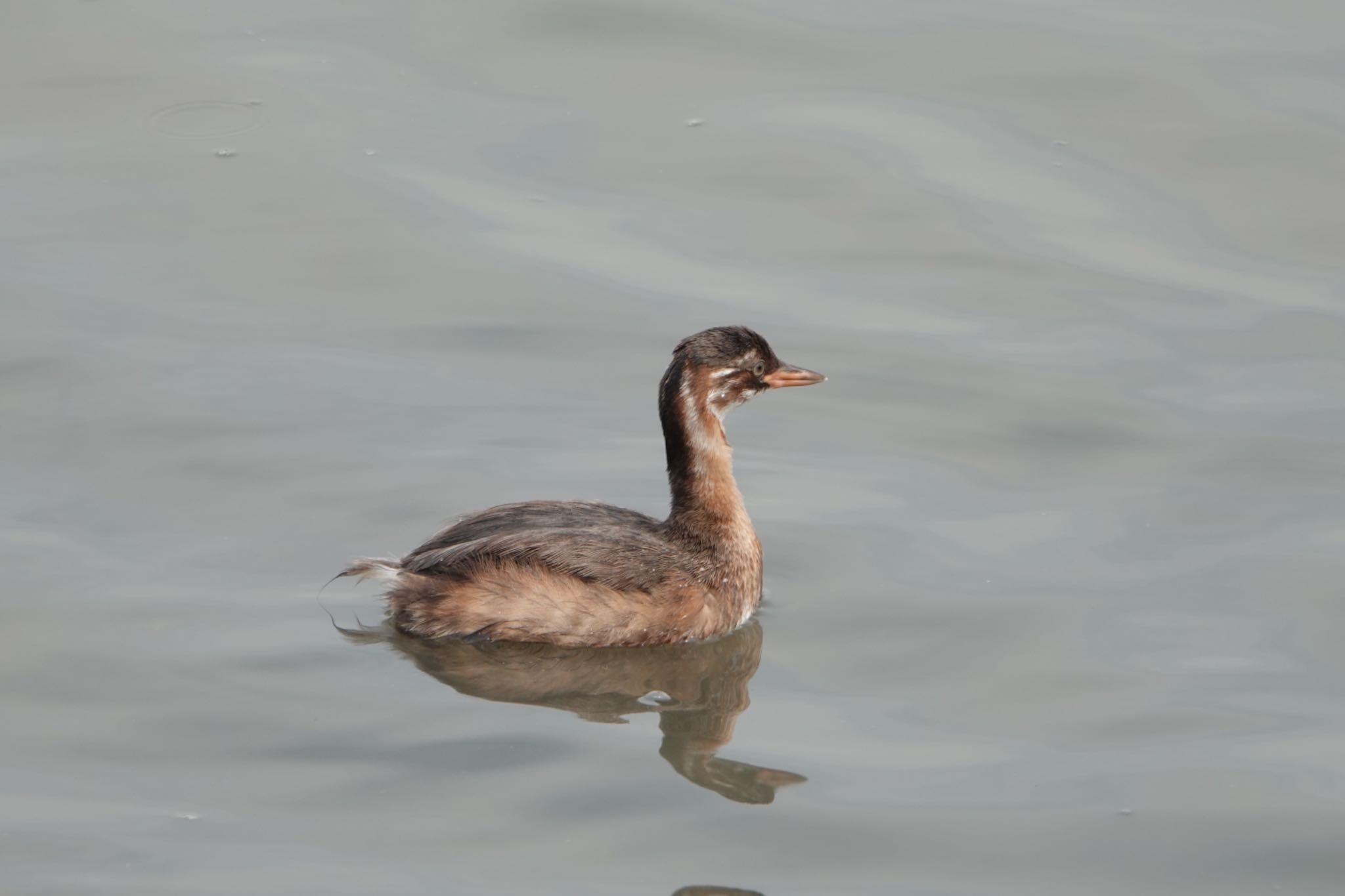 東京港野鳥公園 カイツブリの写真