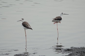 2019年8月24日(土) 東京港野鳥公園の野鳥観察記録