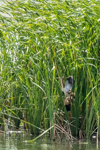 2019年8月24日(土) 大沼(宮城県仙台市)の野鳥観察記録