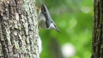 2019年8月24日(土) 北大研究林(北海道大学苫小牧研究林)の野鳥観察記録