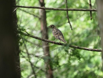 2019年8月24日(土) 檜原都民の森の野鳥観察記録