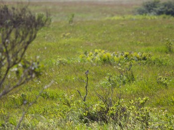 Chestnut-eared Bunting 八島湿原(八島ヶ原湿原) Sat, 8/24/2019