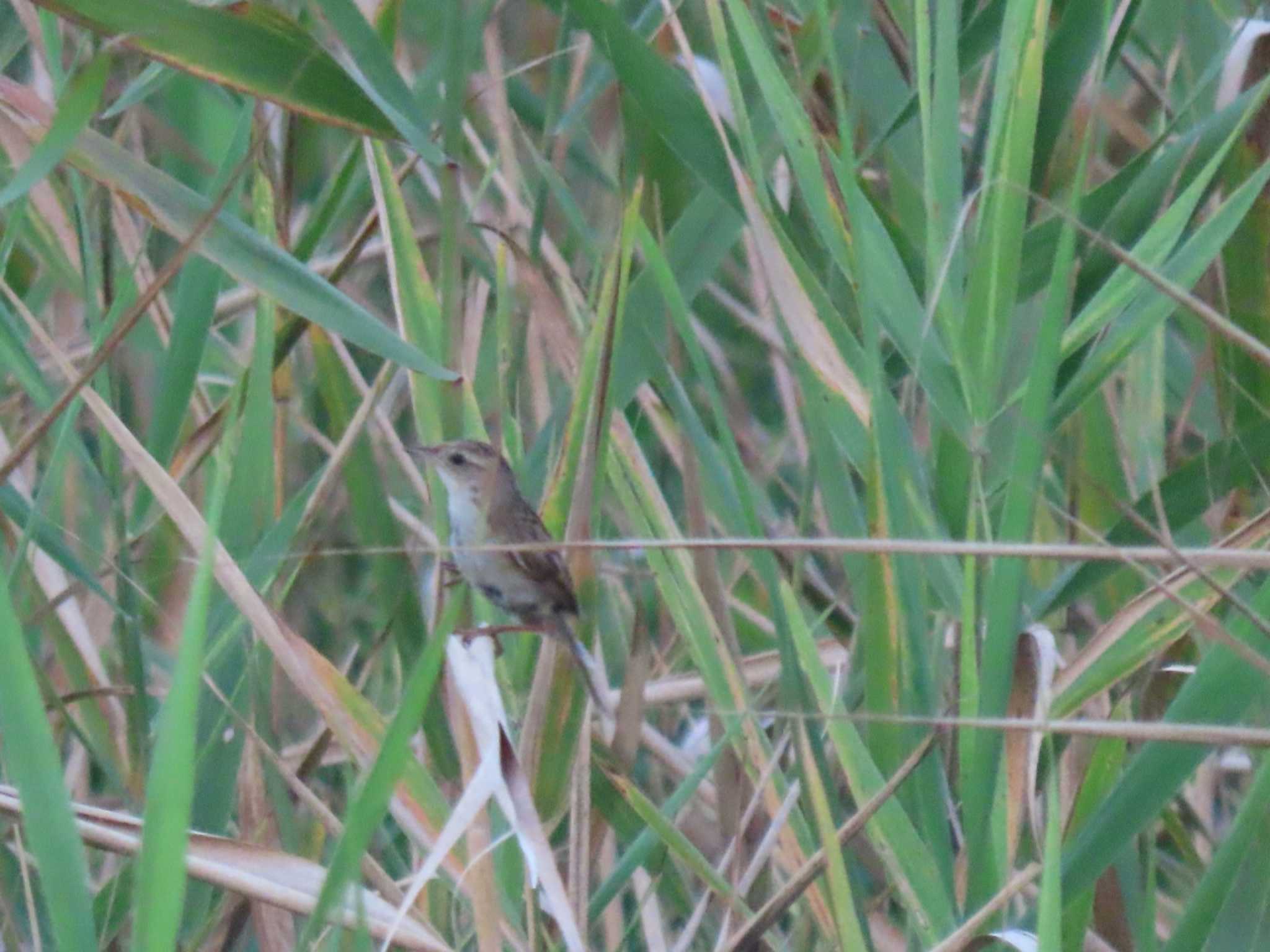 Photo of Marsh Grassbird at 妙岐の鼻 by 38