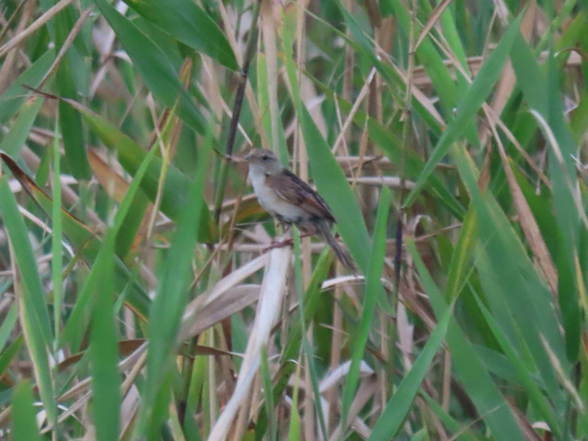 Photo of Marsh Grassbird at 妙岐の鼻 by 38