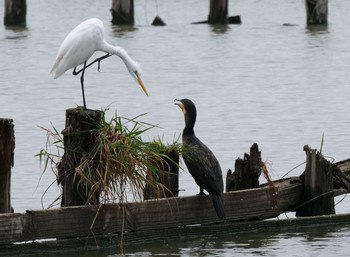 Great Egret Isanuma Tue, 8/20/2019