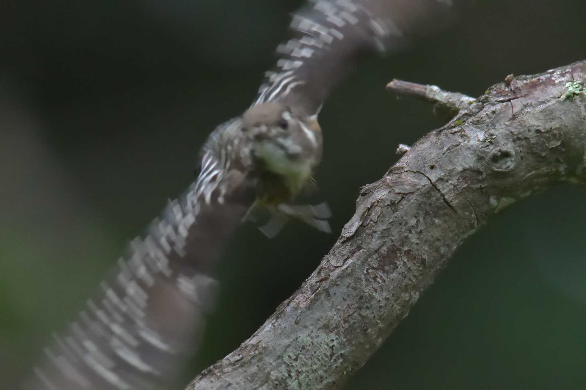 滋賀県甲賀市甲南町創造の森 コゲラの写真 by masatsubo