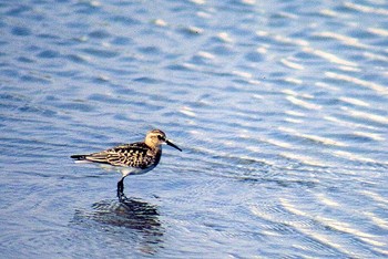 Baird's Sandpiper