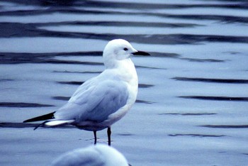 Slender-billed Gull