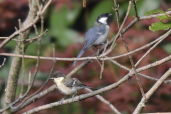 Japanese Tit 愛知県 刈谷市 洲原公園 Sat, 8/24/2019