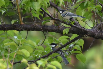 シジュウカラ 愛知県 刈谷市 洲原公園 2019年8月24日(土)