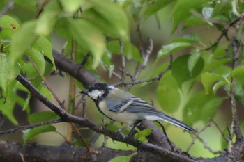 シジュウカラ 愛知県 刈谷市 洲原公園 2019年8月24日(土)