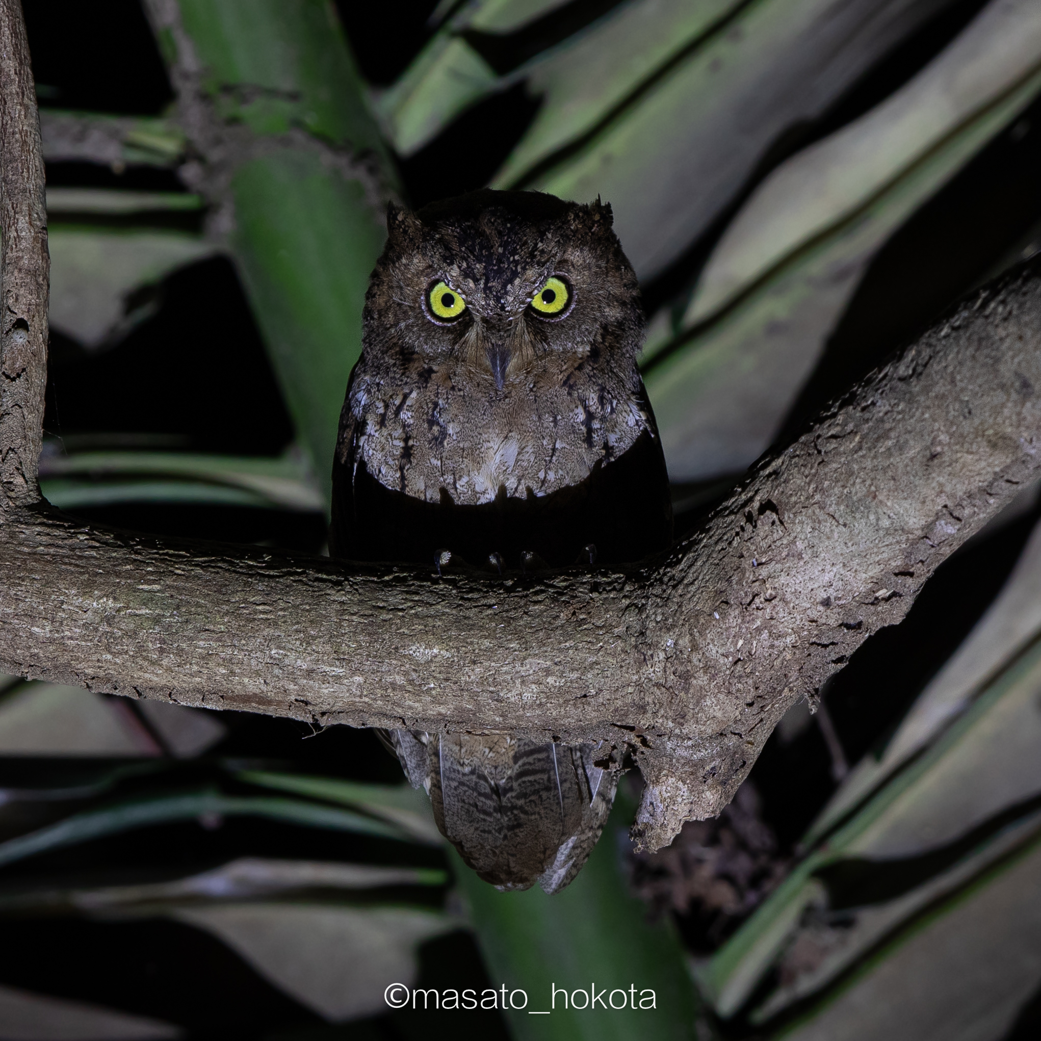 Sulawesi Scops Owl