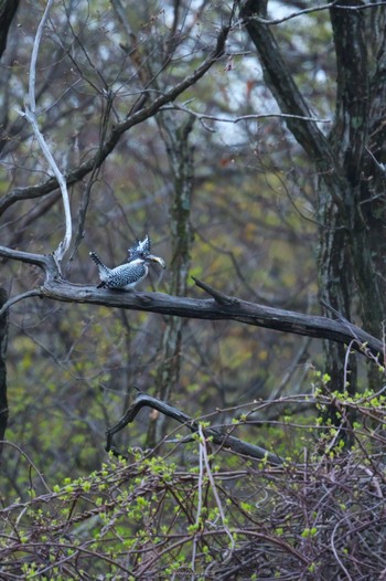 Crested Kingfisher Unknown Spots Thu, 5/2/2019