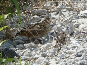 2019年8月24日(土) 多摩川河口の野鳥観察記録