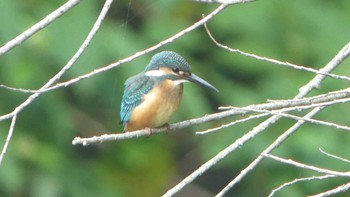 カワセミ 豊平川 2019年8月25日(日)