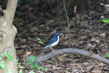 2019年8月24日(土) 大阪城公園の野鳥観察記録