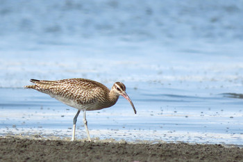 Eurasian Whimbrel Sambanze Tideland Sun, 8/25/2019