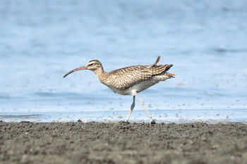 Eurasian Whimbrel Sambanze Tideland Sun, 8/25/2019