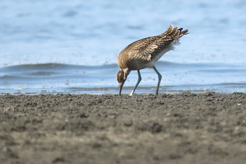 チュウシャクシギ ふなばし三番瀬海浜公園 2019年8月25日(日)