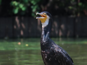 Sun, 8/25/2019 Birding report at Oikeshinsui Park