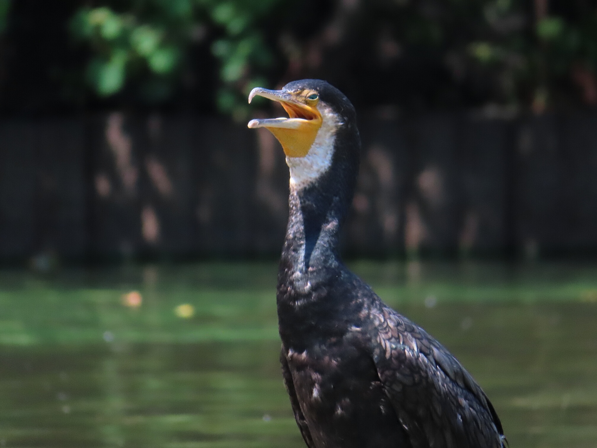 大池親水公園 カワウの写真 by kou