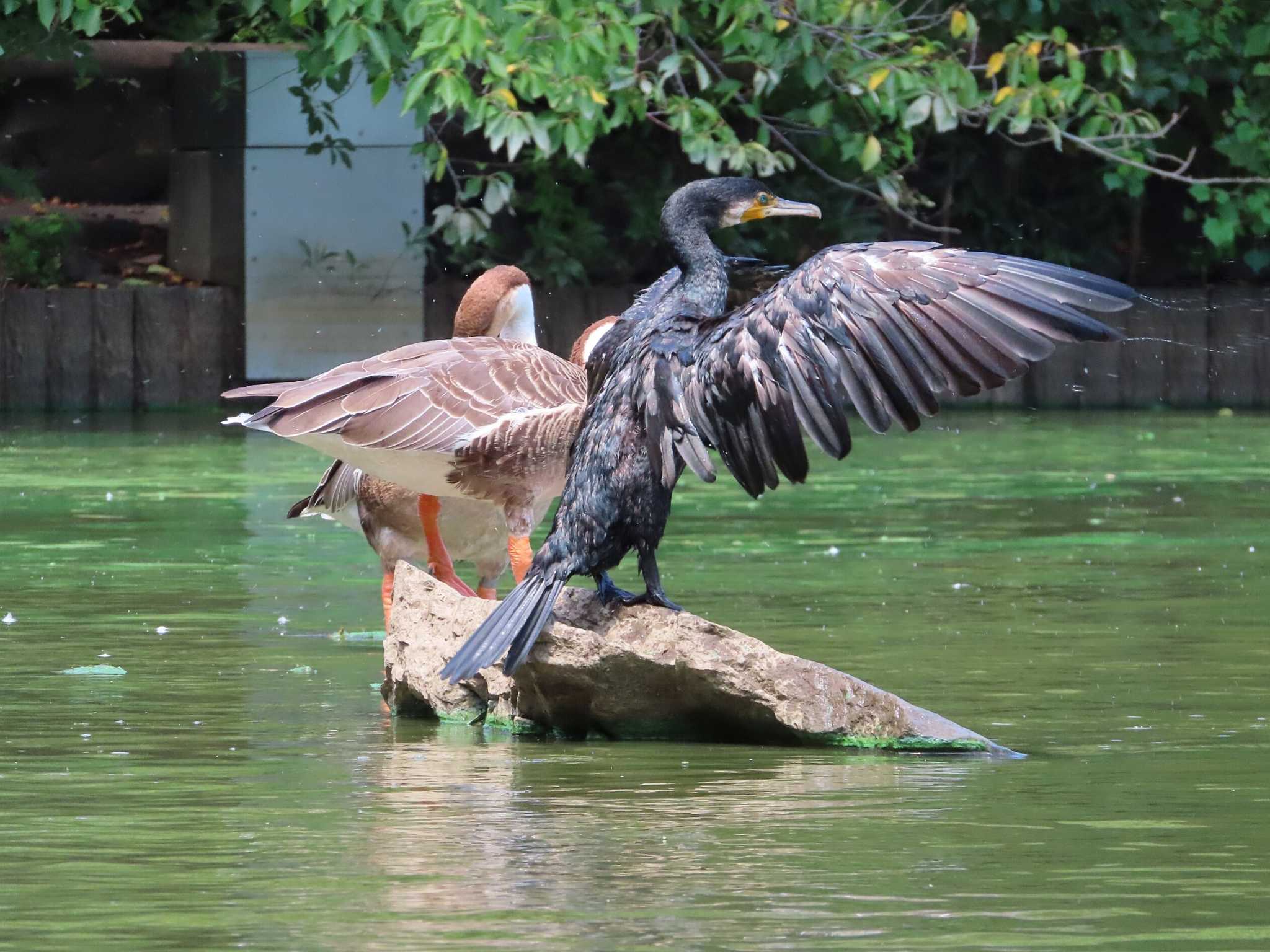 大池親水公園 カワウの写真 by kou