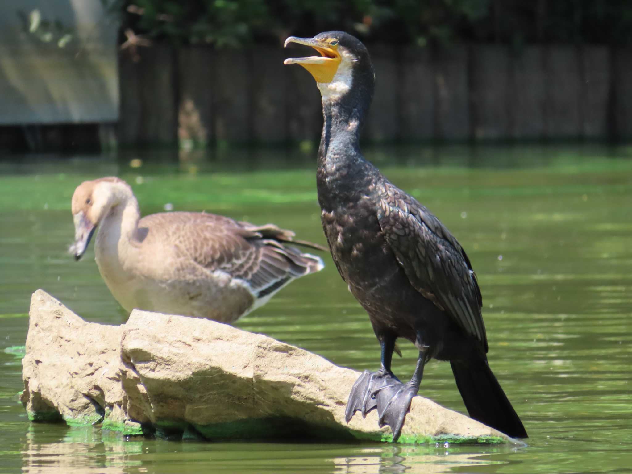 大池親水公園 カワウの写真 by kou