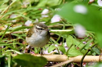 エゾムシクイ 場所が不明 2019年4月25日(木)