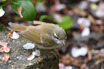 Sakhalin Leaf Warbler Unknown Spots Thu, 4/25/2019