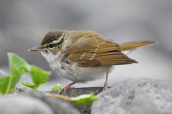 Sakhalin Leaf Warbler Unknown Spots Fri, 4/26/2019