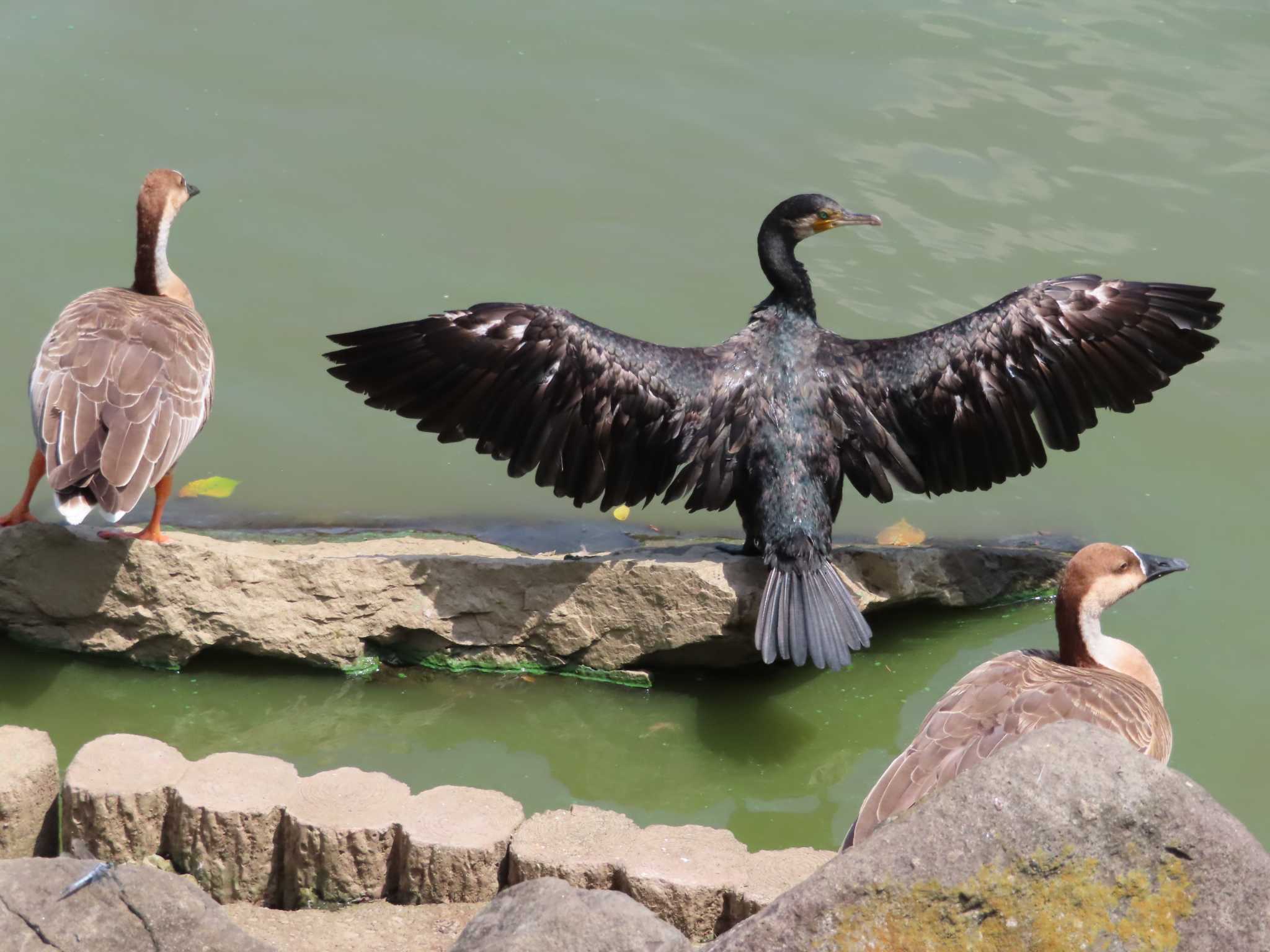 大池親水公園 カワウの写真 by kou