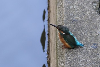 カワセミ 葛西臨海公園 2019年8月25日(日)