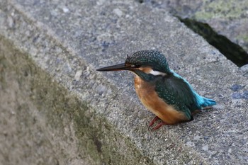 カワセミ 葛西臨海公園 2019年8月25日(日)