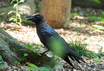 2019年8月25日(日) 六義園の野鳥観察記録