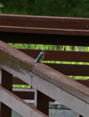 Common Kingfisher 山田池公園 Sun, 8/25/2019