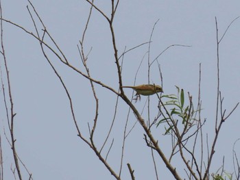 Ochre-rumped Bunting 妙岐の鼻 Sat, 8/24/2019