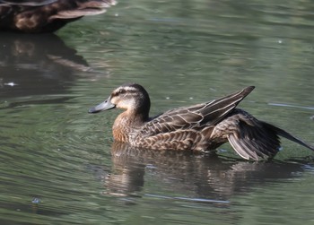 2019年8月25日(日) 葛西臨海公園の野鳥観察記録