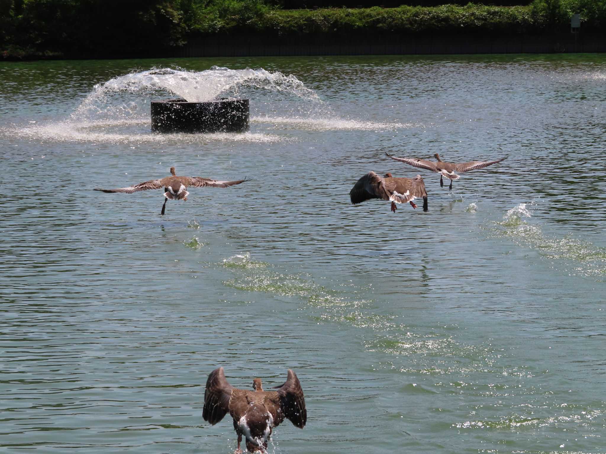 大池親水公園 サカツラガンの写真 by kou