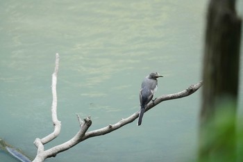 セグロセキレイ 大井ふ頭中央海浜公園(なぎさの森) 2019年8月18日(日)