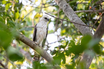 Sulawesi Hawk-Eagle Tangkoko NR(Indonesia Sulawesi Island) Tue, 8/13/2019