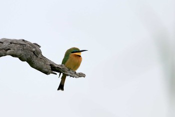 Little Bee-eater Kapama Private Game Reserve (South Africa) Sat, 4/27/2019