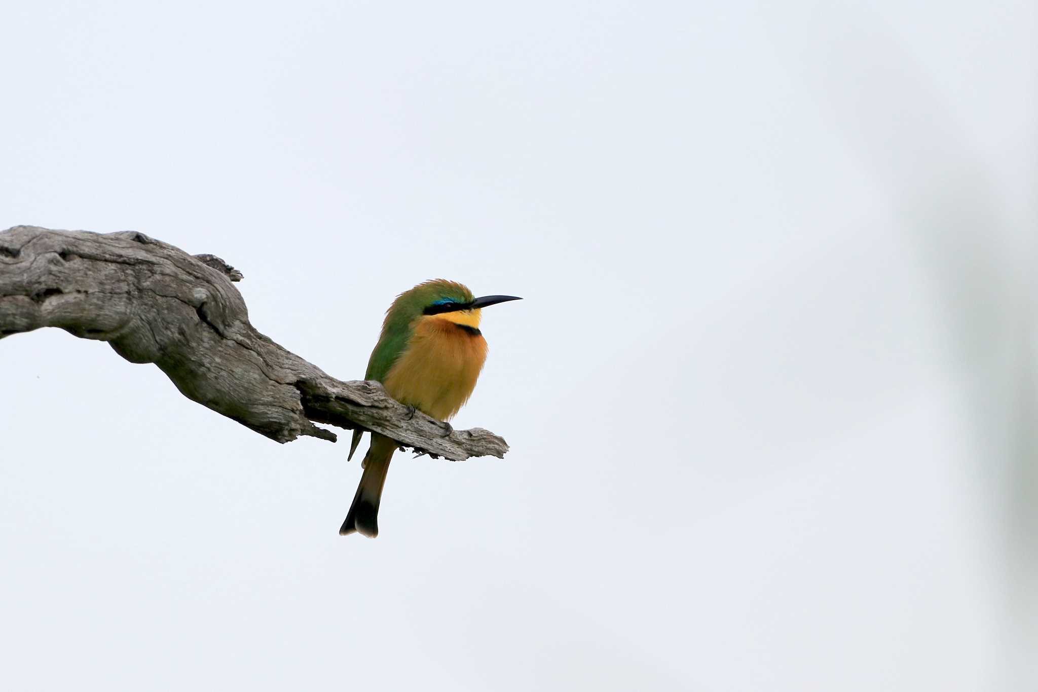 Photo of Little Bee-eater at Kapama Private Game Reserve (South Africa) by とみやん