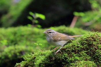 Sakhalin Leaf Warbler