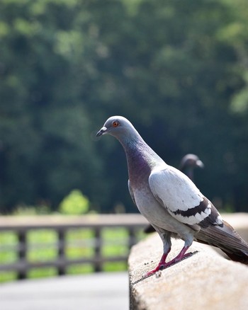 Rock Dove 山田池公園 Sun, 8/25/2019