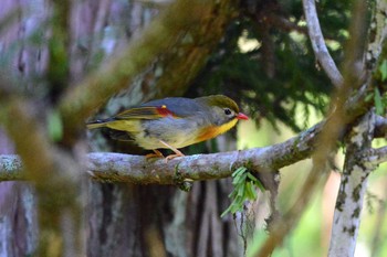 Red-billed Leiothrix 段戸裏谷 Mon, 8/26/2019