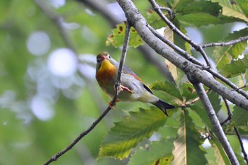 Red-billed Leiothrix 段戸裏谷 Mon, 8/26/2019