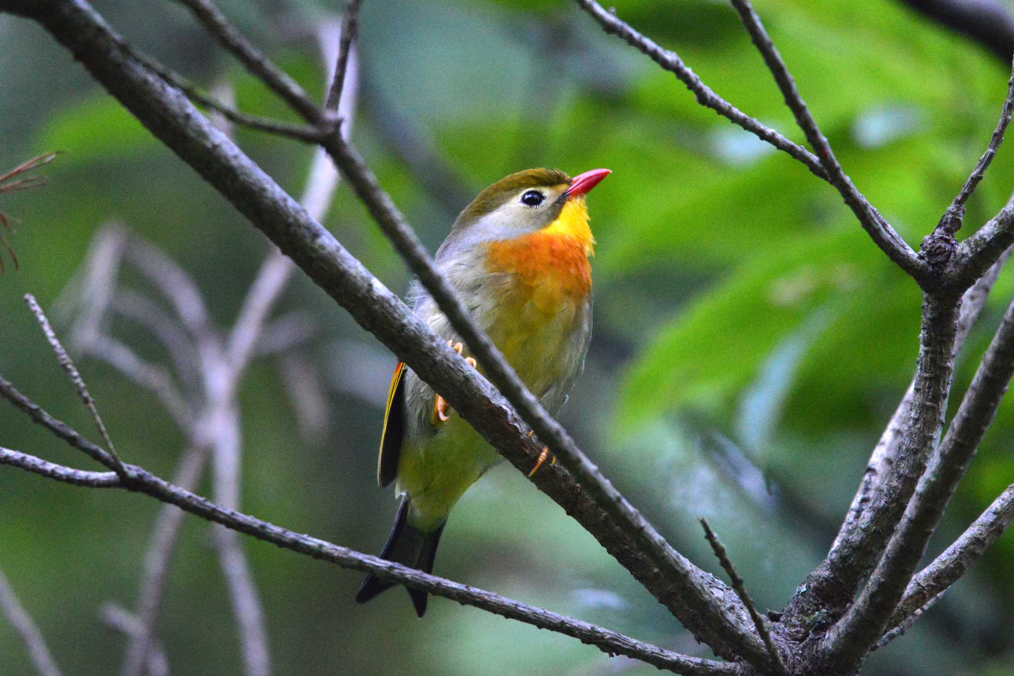 Red-billed Leiothrix