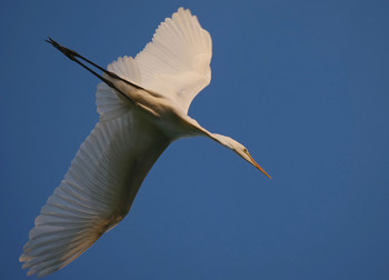 Great Egret Isanuma Fri, 8/16/2019