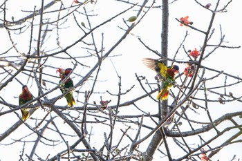 ズグロゴシキインコ タンココ自然保護区 2019年8月13日(火)