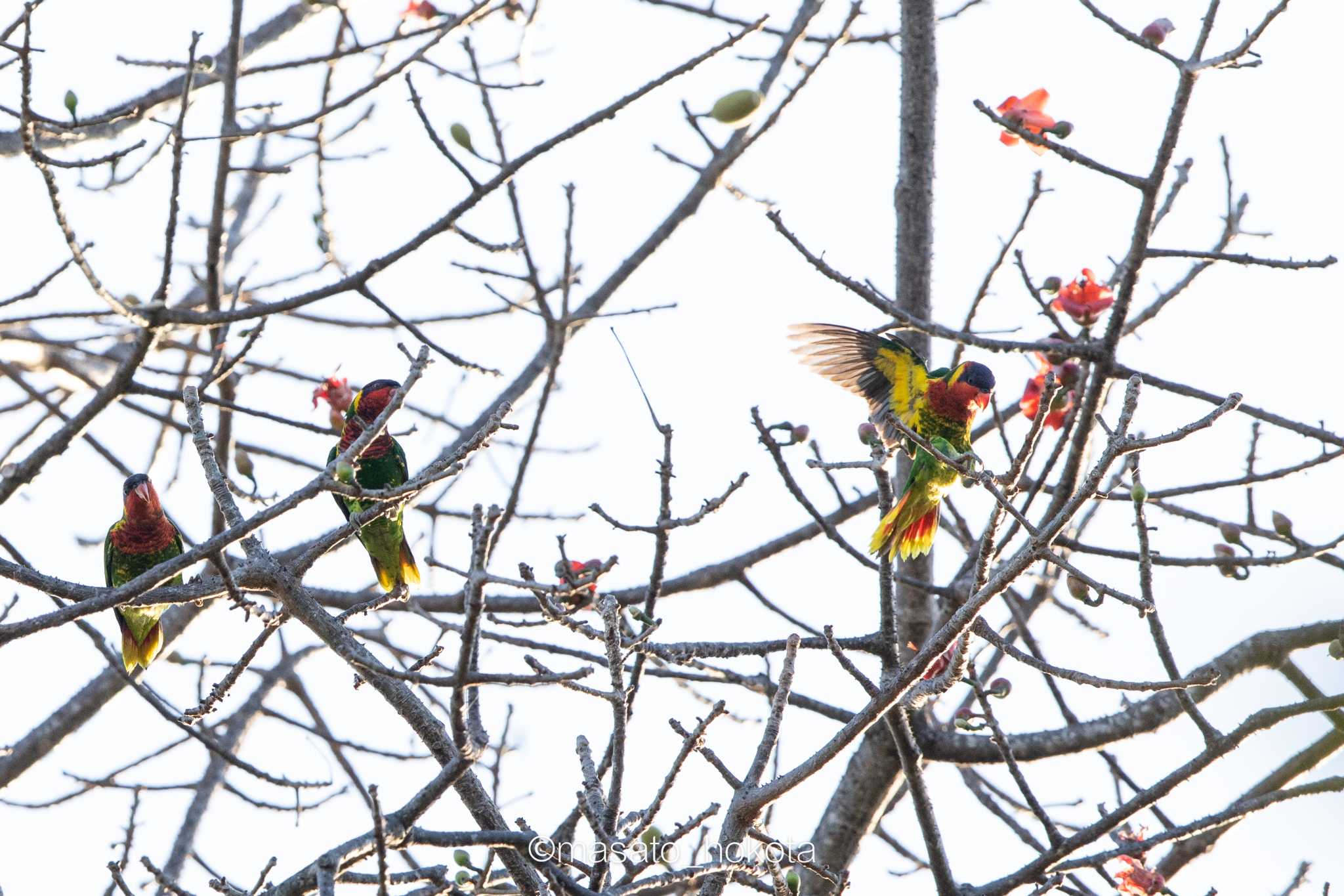 Photo of Ornate Lorikeet at Tangkoko NR(Indonesia Sulawesi Island) by Trio